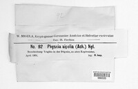 Physcia aipolia image